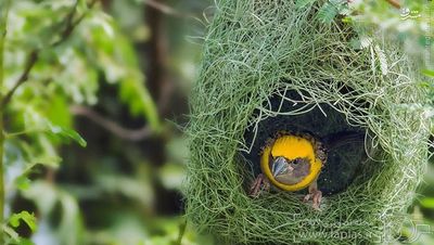این پرنده که بافنده‌ی زبردستی است، عموماً آشیانه‌ی خود را به شکل آویخته از درختان نخل خاردار یا آکاسیا می‌سازد، البته گاهی نیز این آشیانه را برفراز رودخانه برپا می‌کند، جایی که دسترسی به آن برای شکارچیان مشکل و حتی غیر ممکن است. این پرنده‌ها به صورت انفرادی زندگی می‌کنند، البته گاهی نیز ممکن است به صورت گروهی اقدام به آشیانه سازی کنند. 