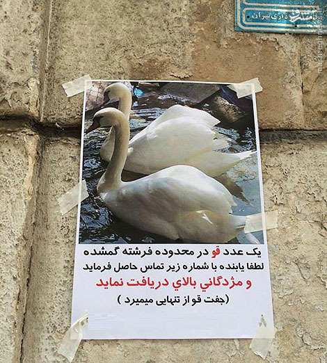 یک گمشده متفاوت در تهـران