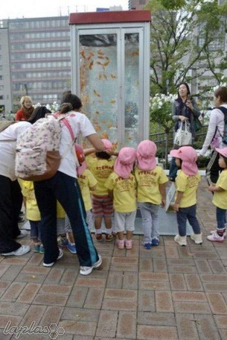 باجه ماهی قرمز!