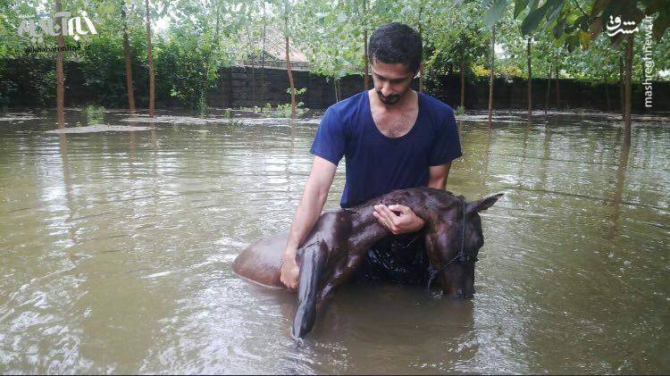 ØªØµÙˆÛŒØ±ÛŒ Ø³ÙˆØ²Ù†Ø§Ú© Ø§Ø² Ø®Ø³Ø§Ø±Øª Ø³ÛŒÙ„ Ø¯Ø± Ú¯ÛŒÙ„Ø§Ù†
