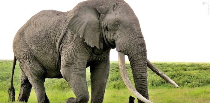  8. فیل فیل ها در یک سال به طور متوسط جان 500 نفر را میگیرند.