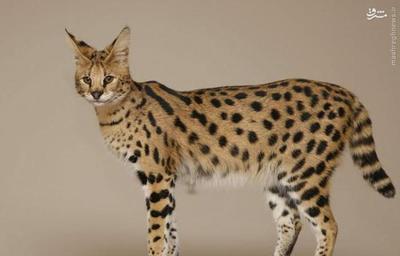  گربه ساوانا: حاصل آمیزش گربه خانگی و گربه وحشی 