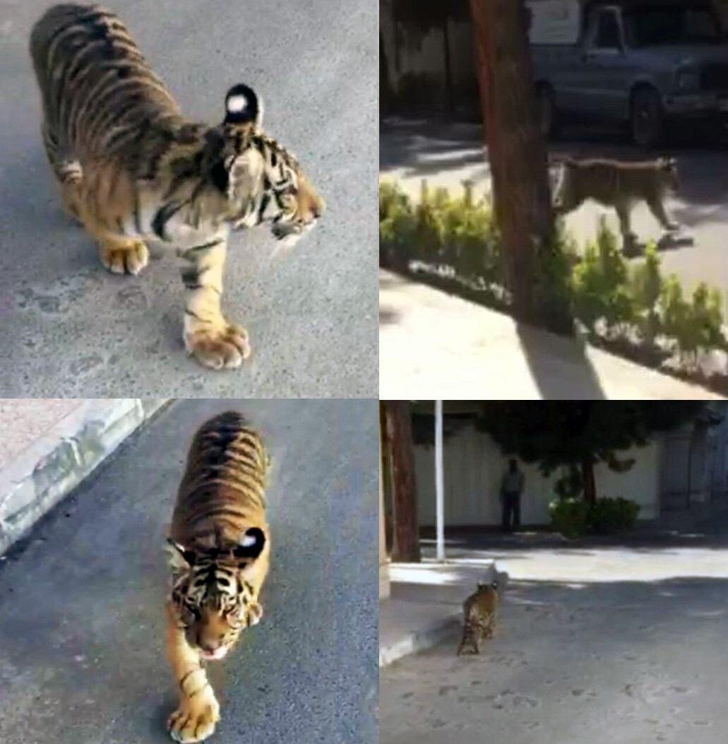 قدم‌ زدن توله‌ببر در خیابان‌های مشهد!/عکس