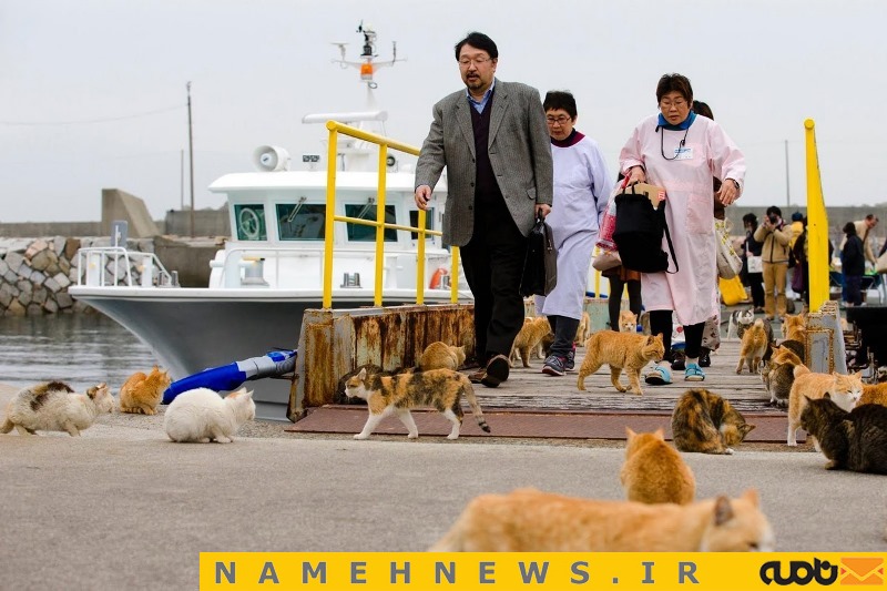 ارتش گربه ها در ژاپن+تصاویر