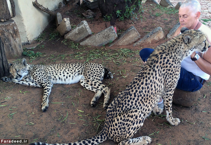 (تصاویر) رهایی زن از سرطان با عشق به یوزپلنگ