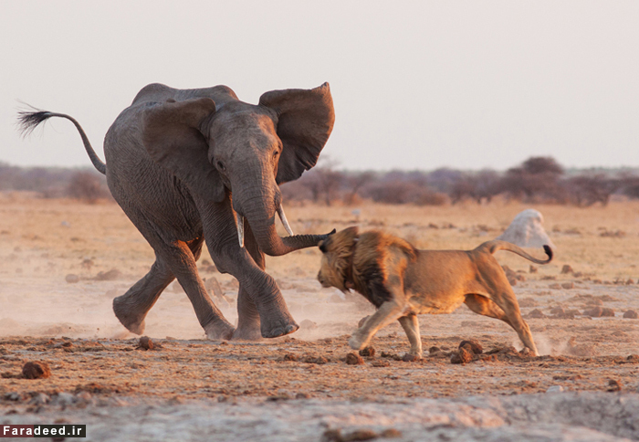 (تصاویر) فرار شیرها از ترس فیل