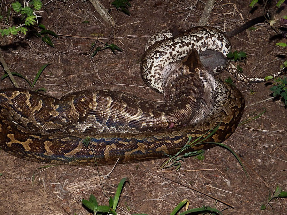 عکس/ لحظه بلعیدن میمون توسط مار پیتون