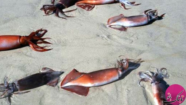 راز مرگ های دسته جمعی حیوانات