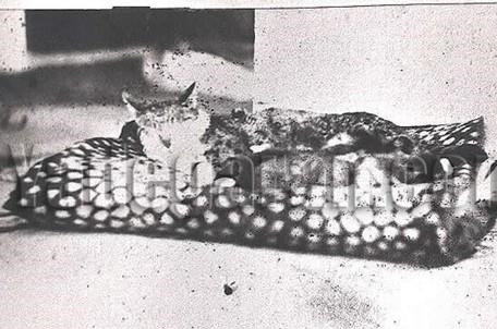 گربه محبوب ناصرالدین شاه/عکس