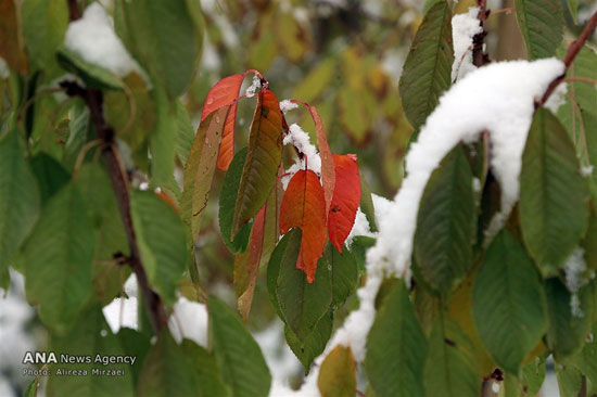 عکس: بارش برف در ارتفاعات تهران