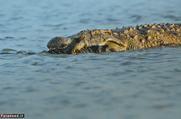 (تصاویر) عجیب و دیدنی از دنیای حیوانات