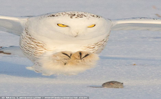 لحظه زیبای شکار جغد برفی+ تصاویر