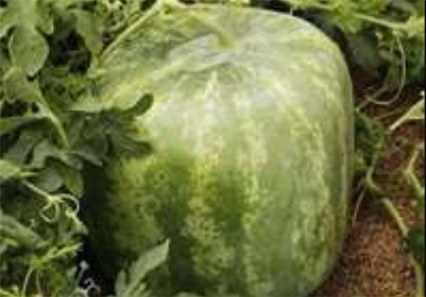 تولید هندوانه مکعبی در قلعه‌گنج +عکس