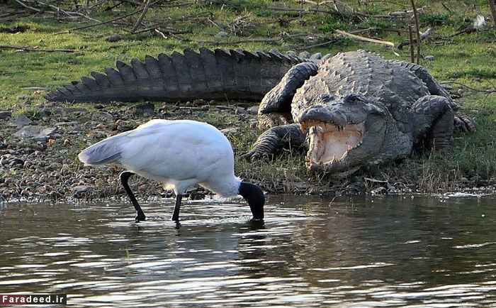 (تصاویر) عجیب و دیدنی از دنیای حیوانات