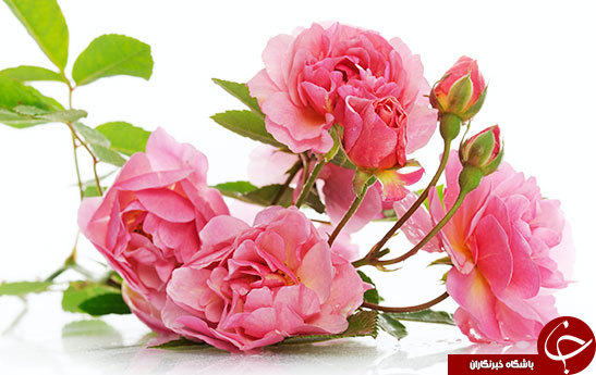 خواص شگفت‌انگیز گل محمدی؛ بهترین نوشیدنی روزهای سرد