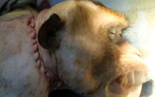 عکس/ جراح جنجالی اعلام کرد: اولین پیوند موفقیت آمیز سر روی یک میمون