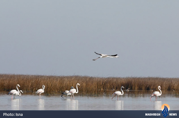 تنها جزیره ایرانی خزر در آتش سوخت
