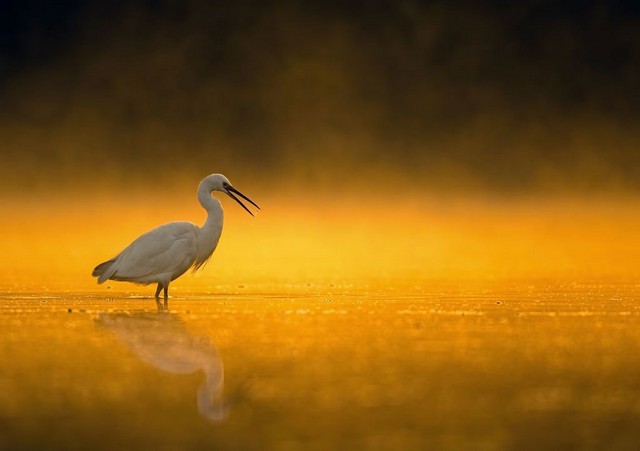 پرنده سحرخیز در عکس روز نشنال جئوگرافیک