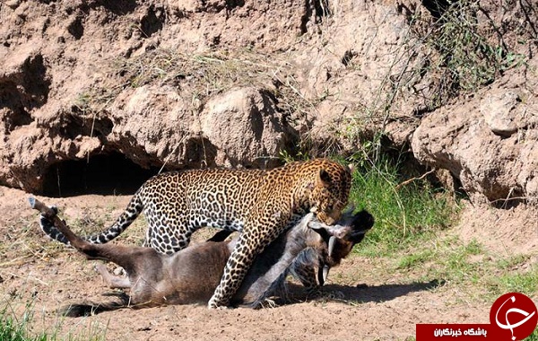 لحظه حمله مرگبار پلنگ به گله گاومیش ها +تصاویر