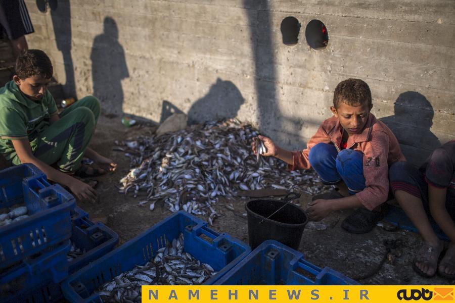 غزه در آرامش/ عکسی از فروش ماهی در سواحل این کشور