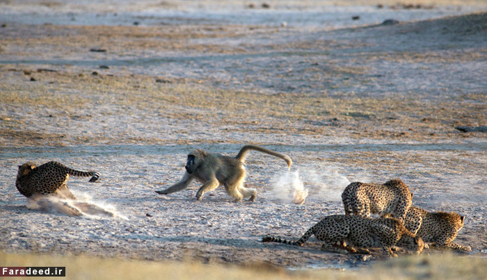 (تصاویر) عجیب و دیدنی از دنیای حیوانات