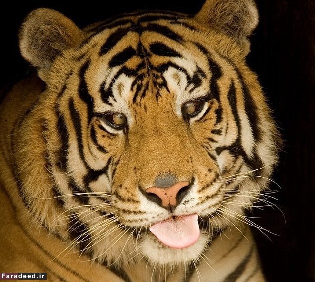 زشت‌ترین ببر جهان!