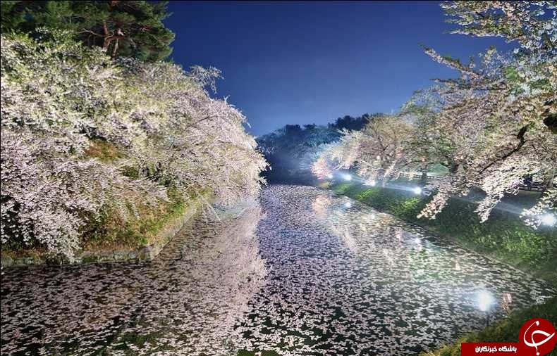 بهشت زیر پوستی در ژاپن+ تصاویر