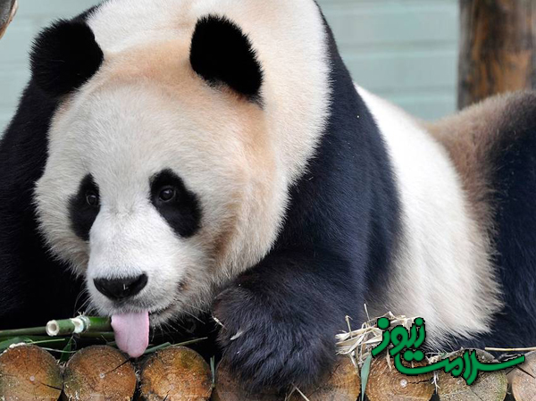 عکس/تظاهر پاندا به حاملگی برای دریافت غذای بهتر