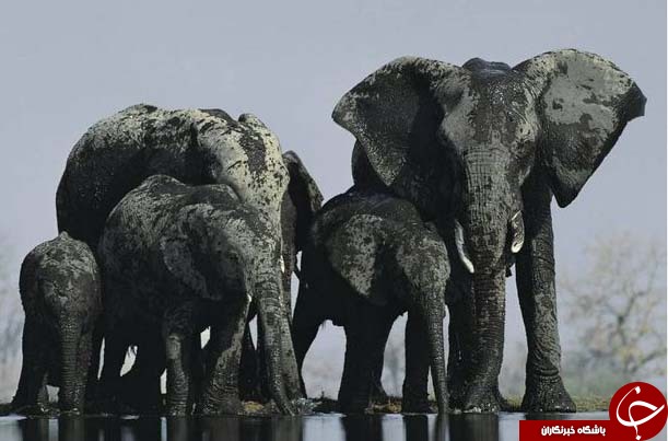 عکس های منتخب نشنال جئوگرافیک + تصاویر