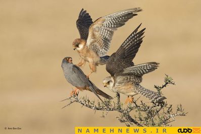 بهترین تصویر از دنیای پرندگان اثری از امیر بنداو