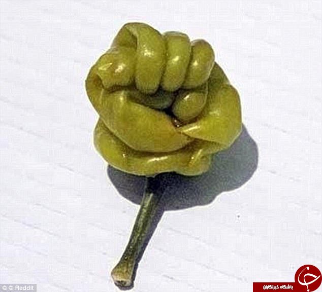 میوه‌های عجیب الخلقه در سراسر جهان+ تصاویر