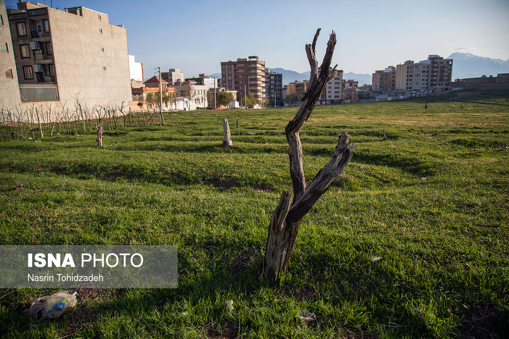 مرگ مشکوک مرسی