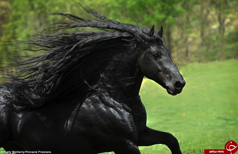 نمایش دیدنی خوشگل ترین اسب دنیا +عکس و فیلم
