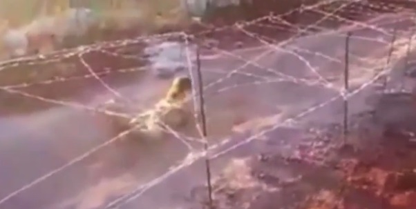 سینه خیز ماهرانه کودک داعشی میان گلوله و سیم خاردار (+عکس)