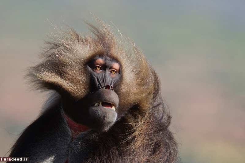 (تصاویر) مسابقه عکاسی نشنال جئوگرافیک