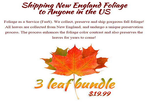 وقتی برگ‌های پاییزی را هم می‌فروشند! + تصاویر