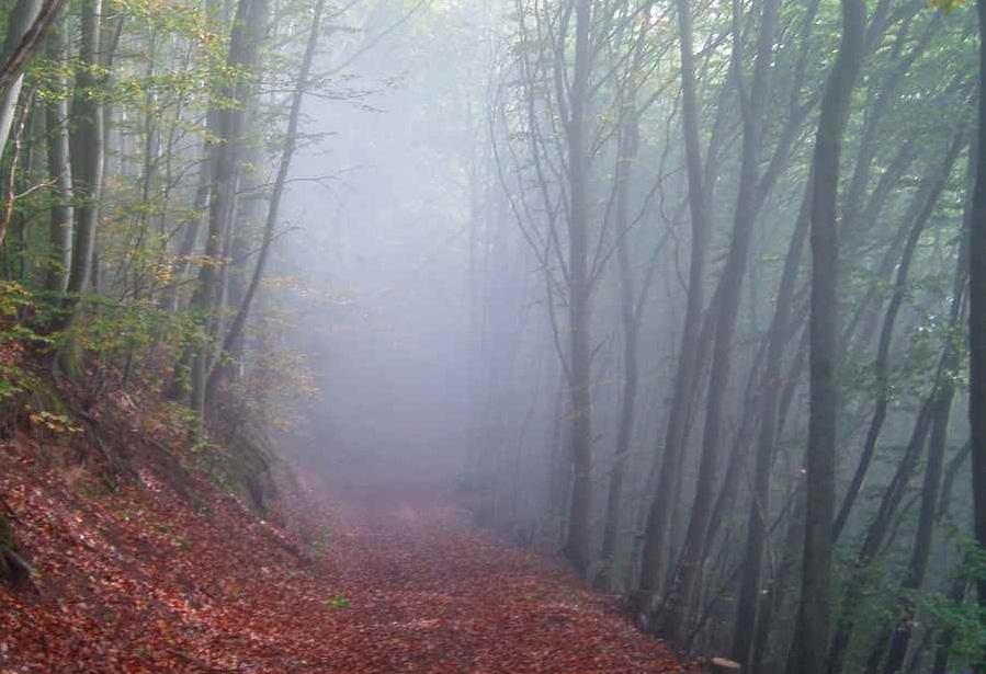 الیمستان، جنگلی رویایی در مازندران (+عکس)