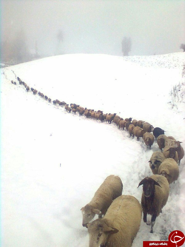 چهار فصل ایران را باید دید +تصاویر