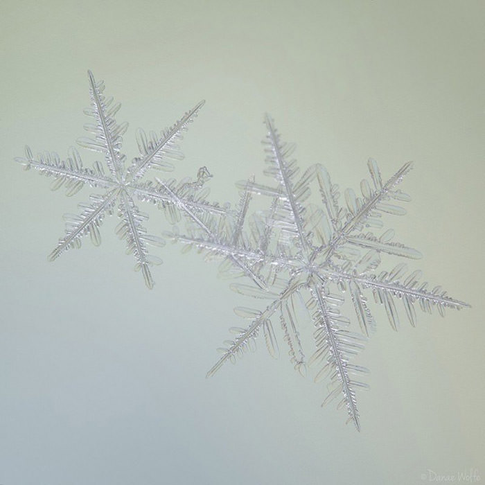 عکس ماکرو از دانه‌ی برف