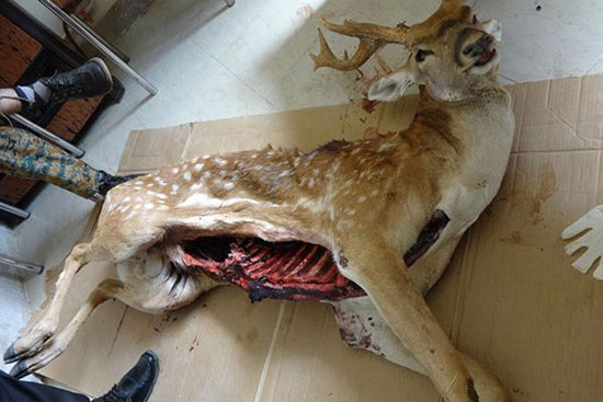 مرگ تاسف‌بار یک گوزن‌ ایرانی دیگر +عکس