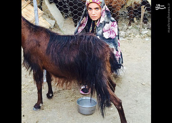 بازیگر زن ایرانی در حال دوشیدن بز/عکس