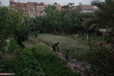 مرد یمنی در یکی از معدود باغ‌های باقی مانده در محله قدیمی صنعا. 4 جولای 