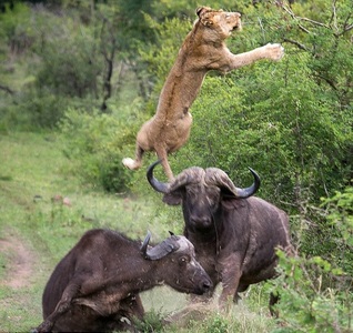 نبرد بین یک شیر گرسنه و بوفالو در آفریقای جنوبی 