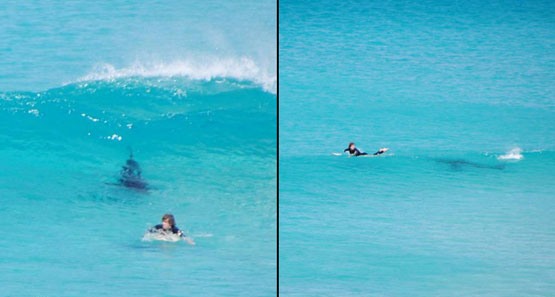 فرار از دست کوسه عصبانی /عکس