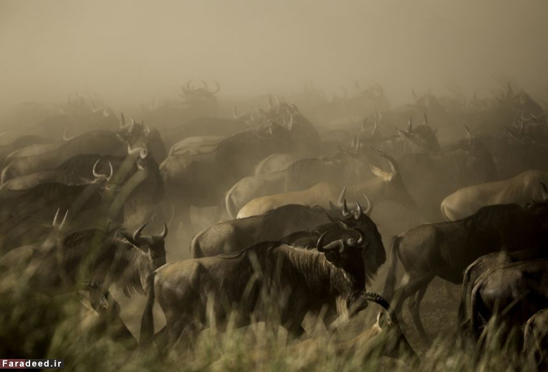 (تصاویر) مسابقه عکاسی نشنال جئوگرافیک