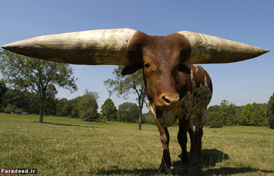 بزرگترین شاخ گاو در جهان با محیط ۹۵٫۲۵ سانتی متر متعلق به یک گاو واتوسی آفریقایی به نام لارچ بود که توسط جینیس ولف آمریکایی در گاسویل ایالت آرکانزاس نگهداری می شد.