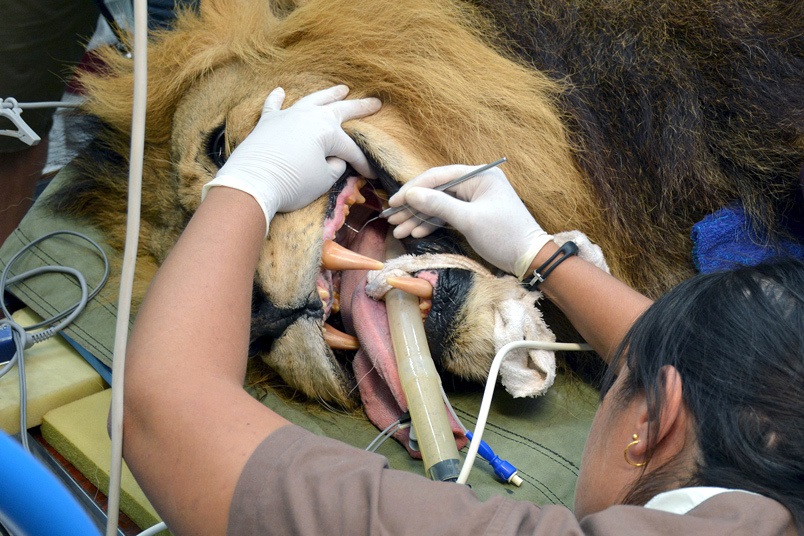 وقتی سلطان جنگل به دندانپزشکی می‌رود/عکس