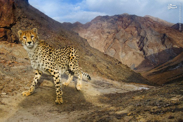 یوز زیبای ایرانی/عکس