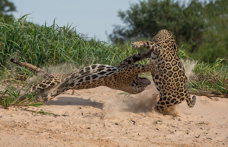 عکس / جدال تماشایی دو جگوار