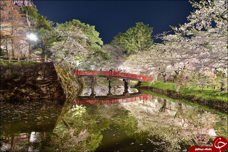 بهشت زیر پوستی در ژاپن+ تصاویر